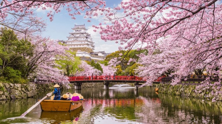 Wisata Sakura Menakjubkan di Jepang